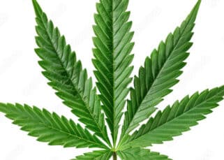 découvrez tout sur la feuille de cannabis : ses caractéristiques, ses usages médicinaux et récréatifs, ainsi que son impact culturel.