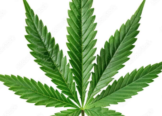 découvrez tout sur la feuille de cannabis : ses caractéristiques, ses usages médicinaux et récréatifs, ainsi que son impact culturel.