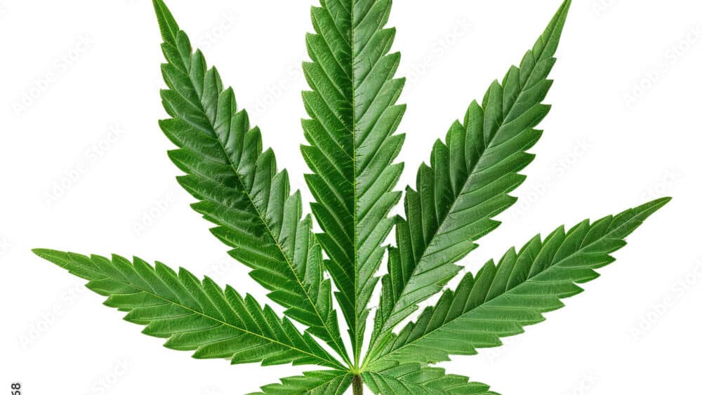 découvrez tout sur la feuille de cannabis : ses caractéristiques, ses usages médicinaux et récréatifs, ainsi que son impact culturel.