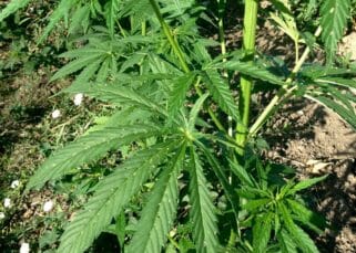 découvrez tout sur le cannabis sativa : ses origines, ses usages médicinaux et récréatifs, ainsi que ses effets et bienfaits potentiels.