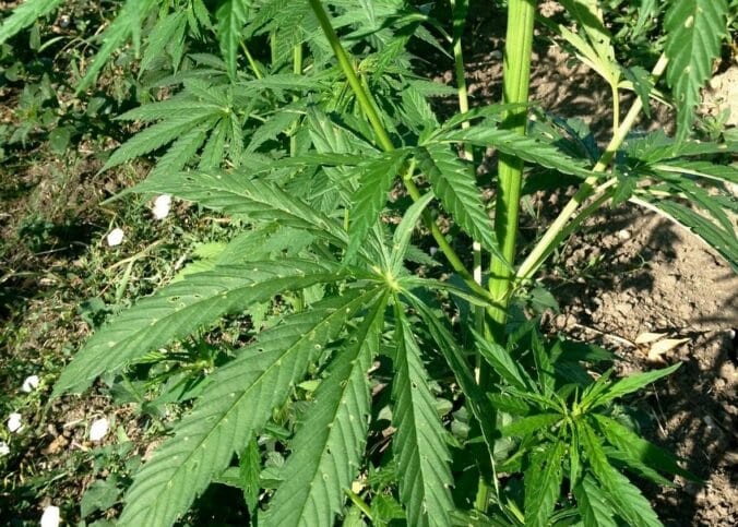 découvrez tout sur le cannabis sativa : ses origines, ses usages médicinaux et récréatifs, ainsi que ses effets et bienfaits potentiels.