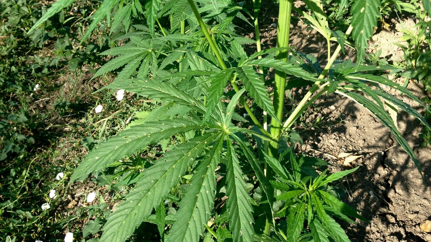 découvrez tout sur le cannabis sativa : ses origines, ses usages médicinaux et récréatifs, ainsi que ses effets et bienfaits potentiels.