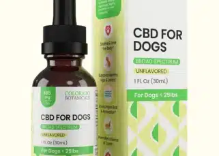 découvrez les bienfaits du cbd pour chiens : un complément naturel pour soulager stress, douleurs et améliorer le bien-être de votre compagnon à quatre pattes.